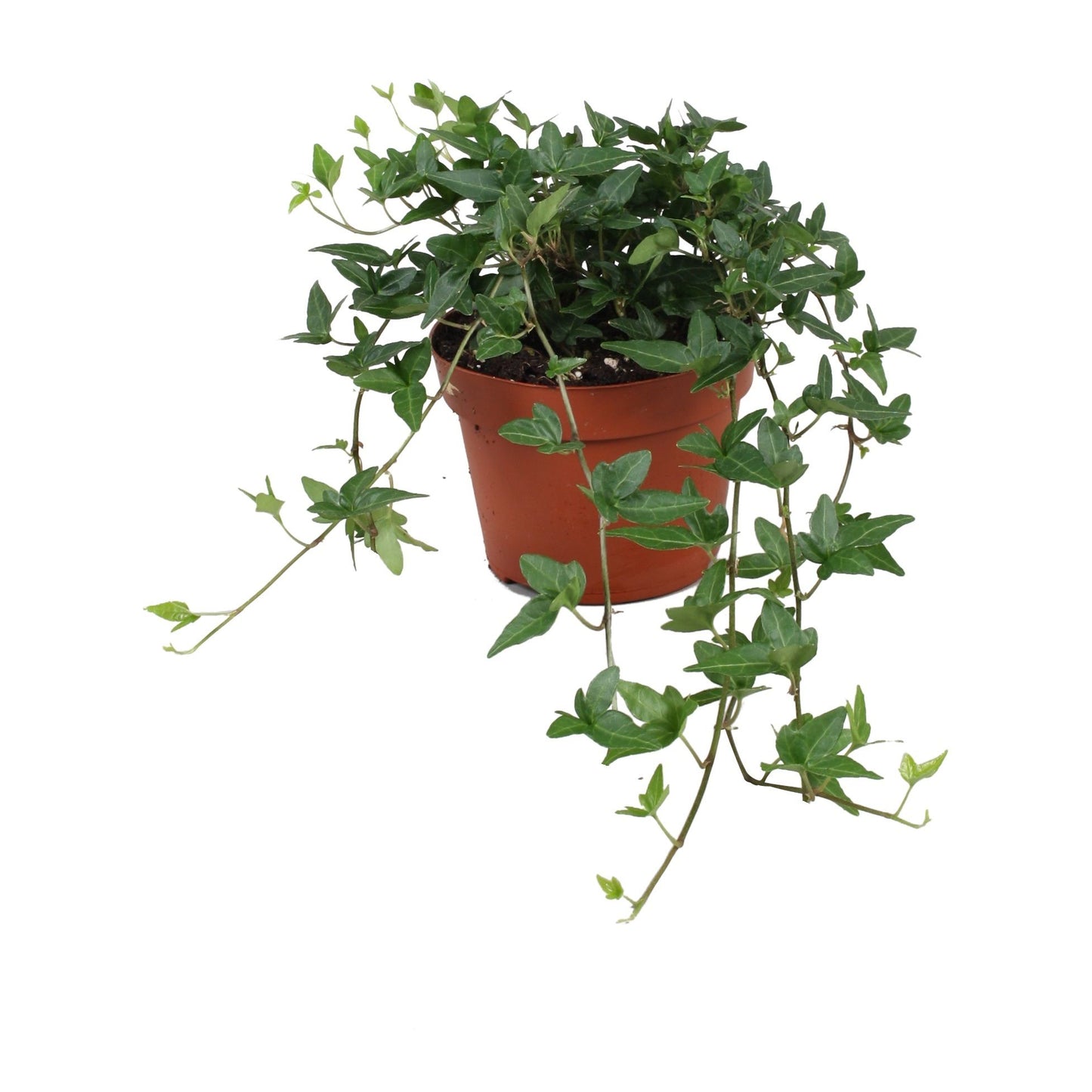 Vireo-Hedera plant BV Hedera helix Shamrock Pack of 8