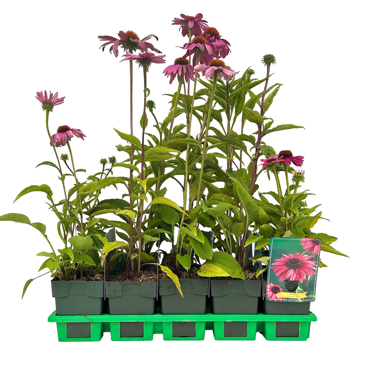 Echinacea purpurea 25cm 11cm Pot