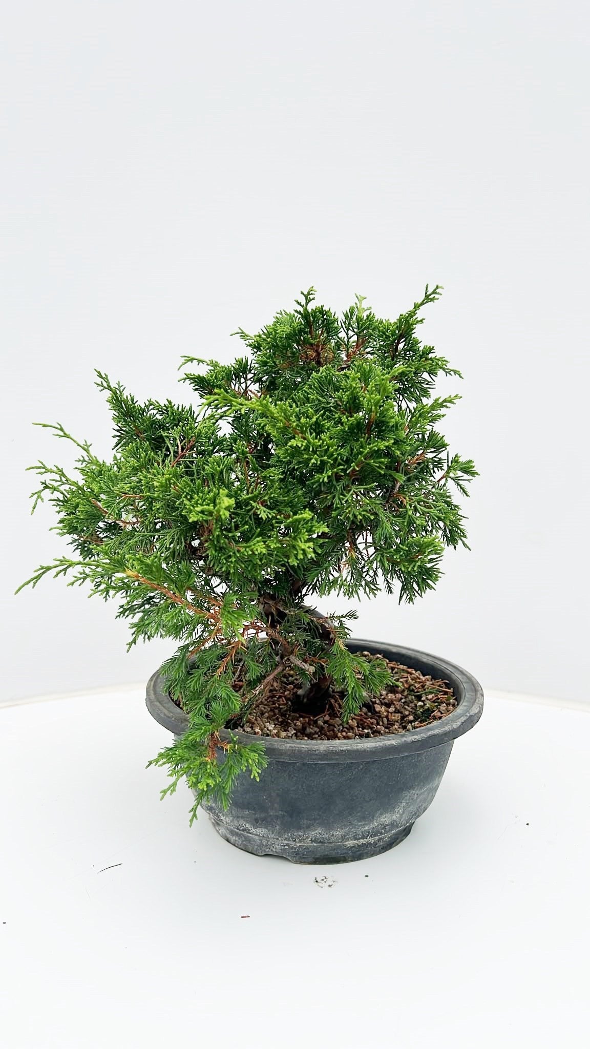 Juniperus chinensis 35cm 20cm Pot