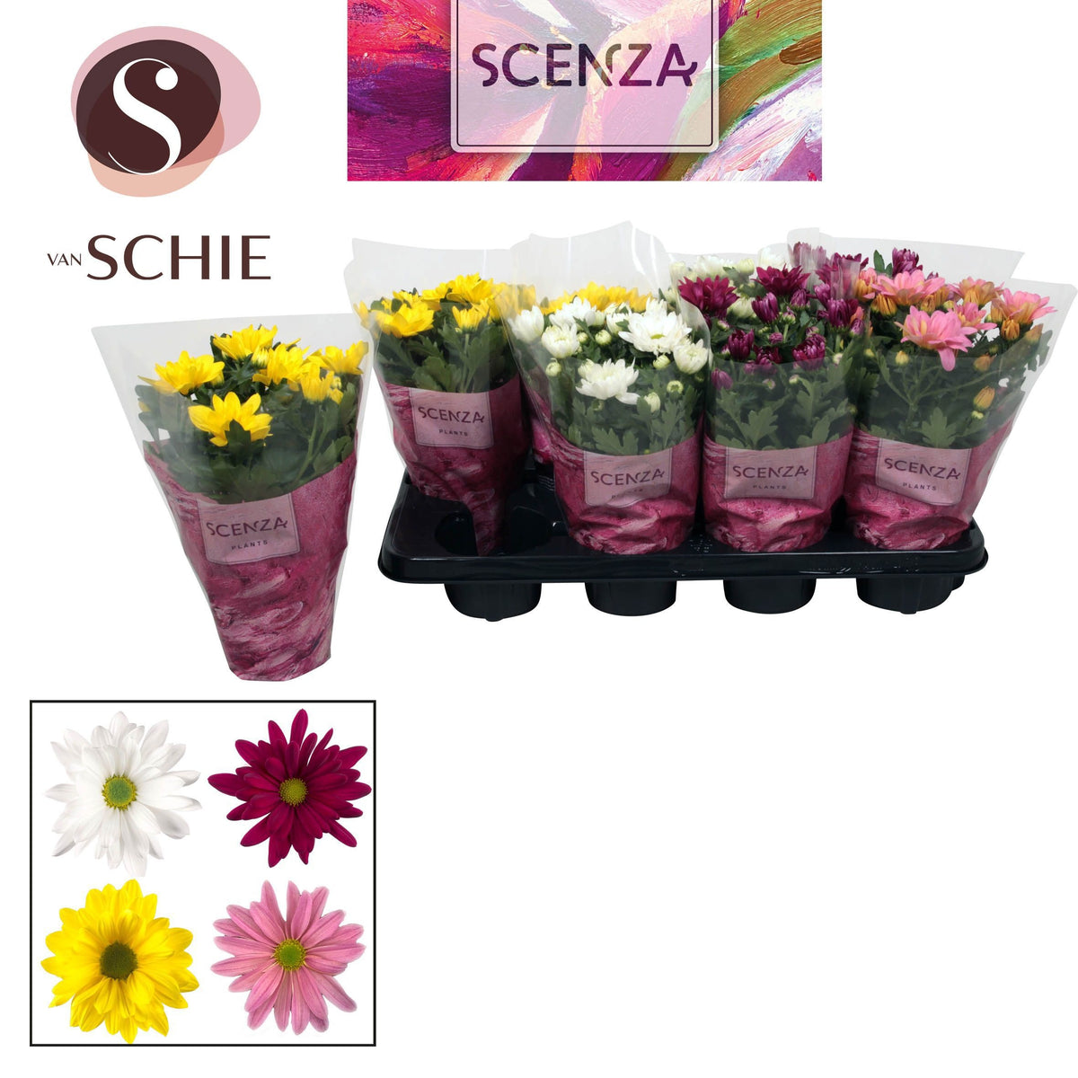 Chrysanthemum Breeze mix 25cm 13cm Pot