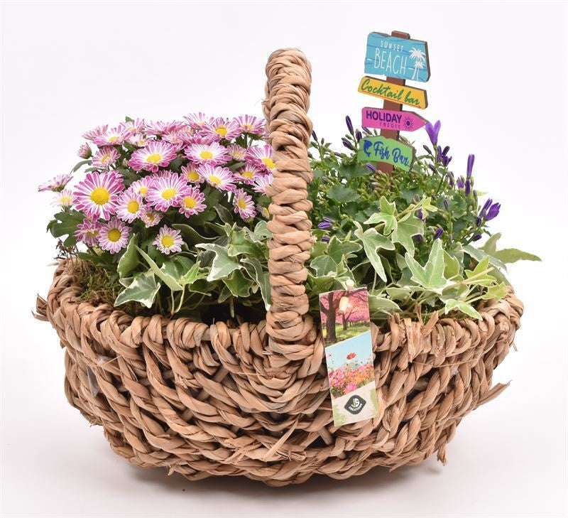 arr. Plants 27cm Pot
