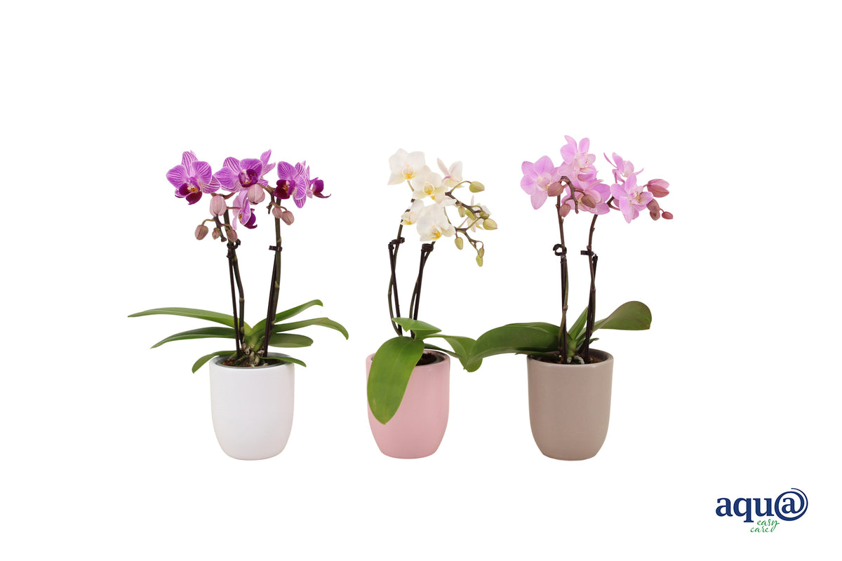 Phalaenopsis hybrid 17cm 6cm Pot