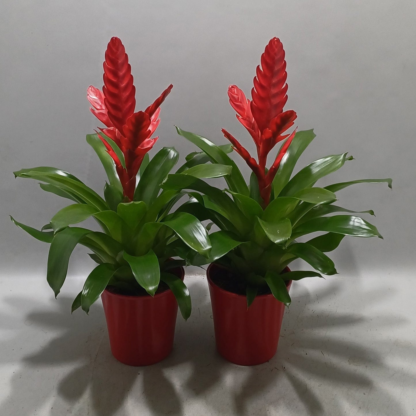 Vriesea Stream 45cm 13cm Pot
