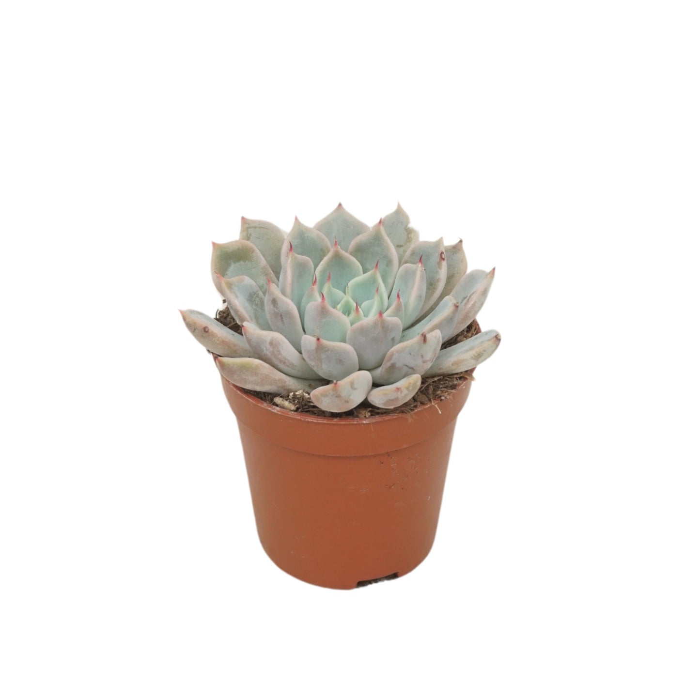 Echeveria cuspidata 8cm 505cm Pot