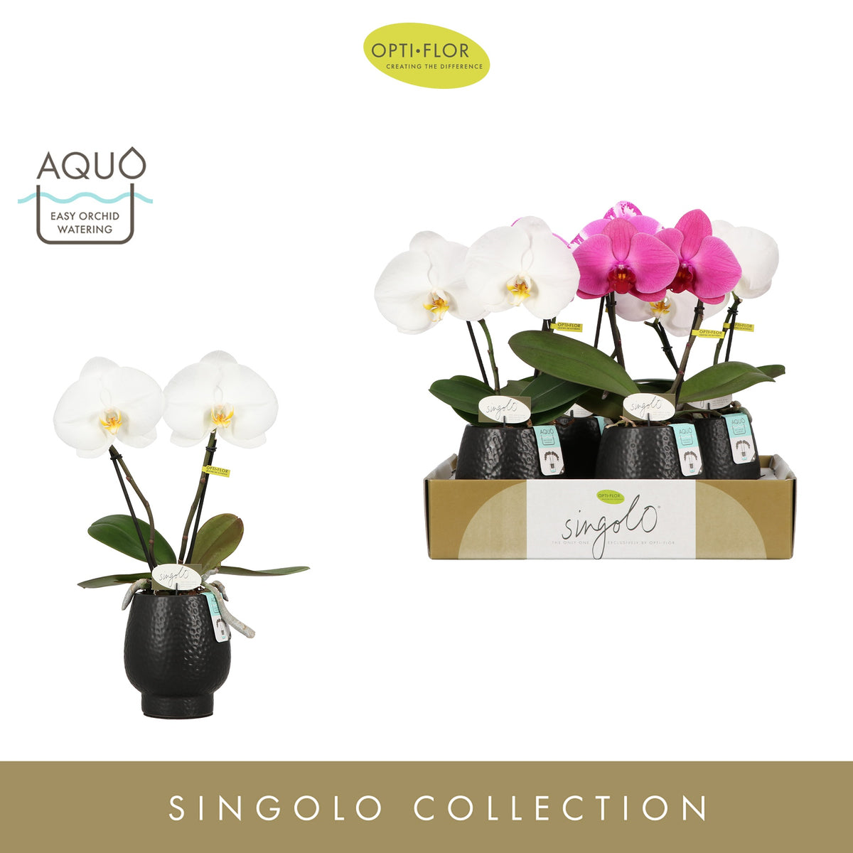 Phalaenopsis Singolo & Co mix (+ drp.Lazio) 40cm 9cm Pot