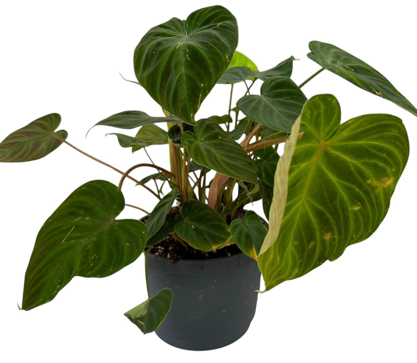 Philodendron verrucosum Incensi 20cm 17cm Pot