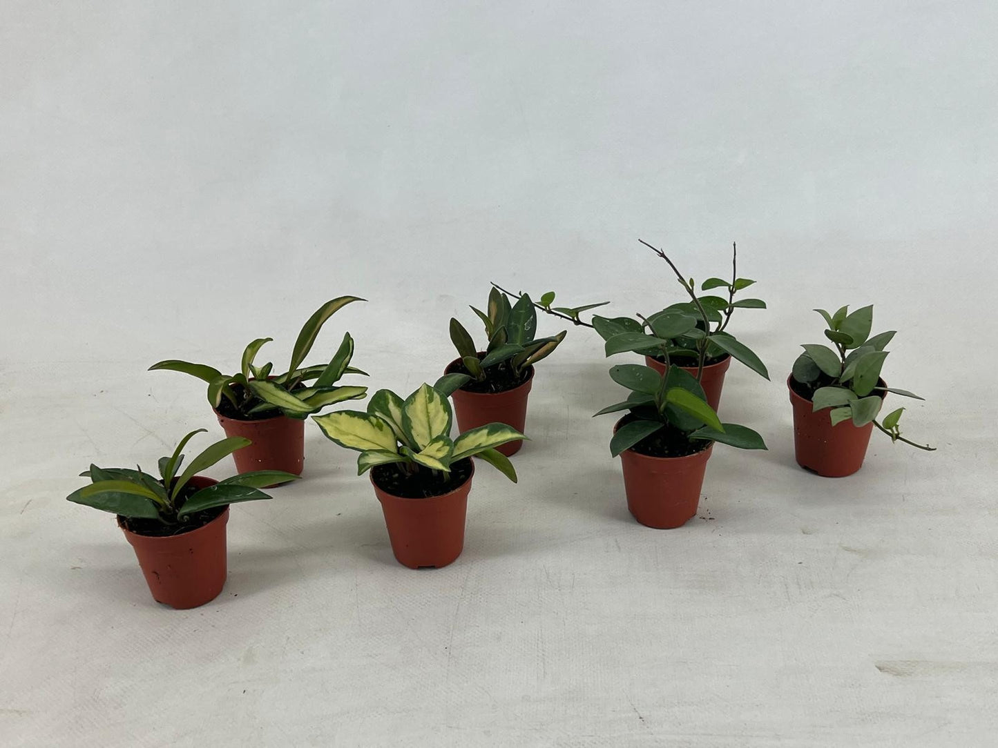 Hordijk Plants Hoya australis Pack of 20