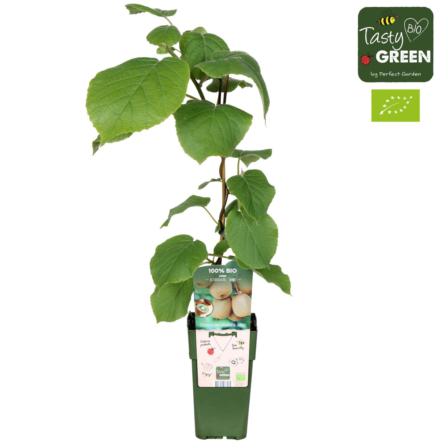 Actinidia deliciosa Jenny (Hardy Kiwi) 50cm 15cm Pot