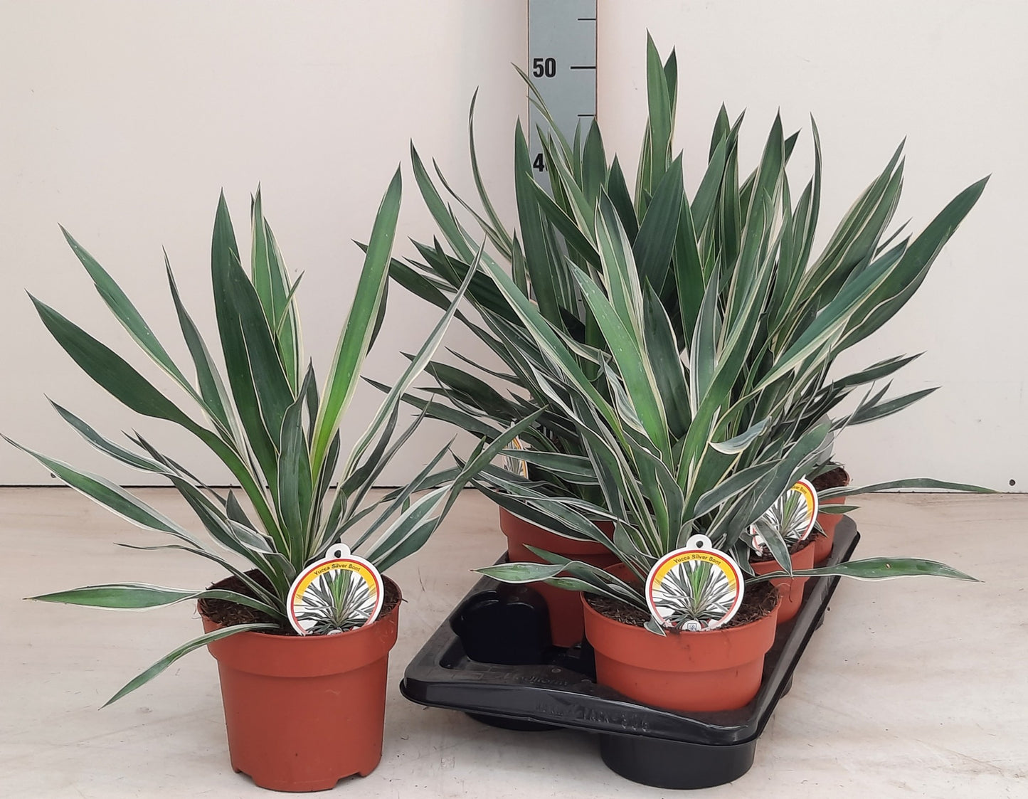 Yucca gloriosa 50cm 17cm Pot