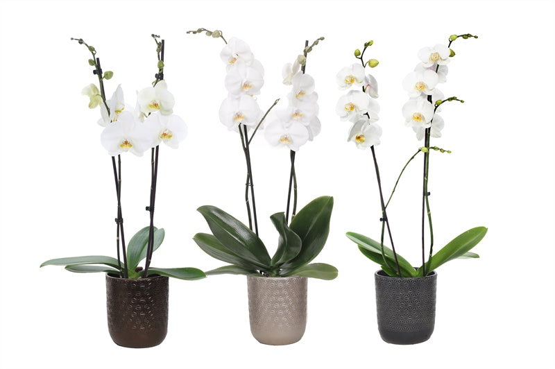 Phalaenopsis white 55cm 12cm Pot