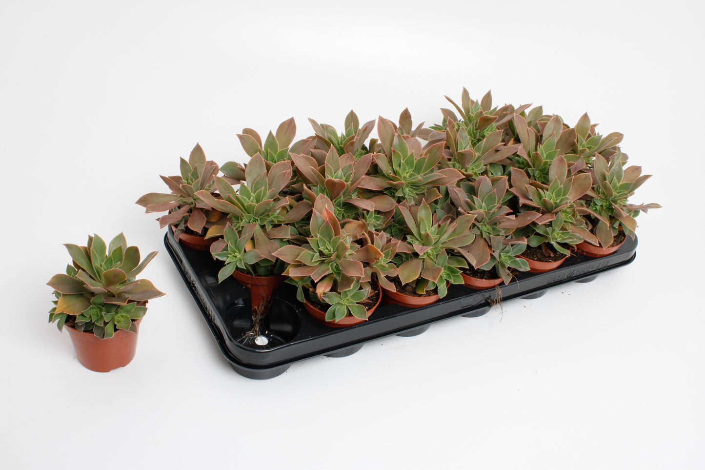 Aeonium nigrum 15cm Special Pot (508)