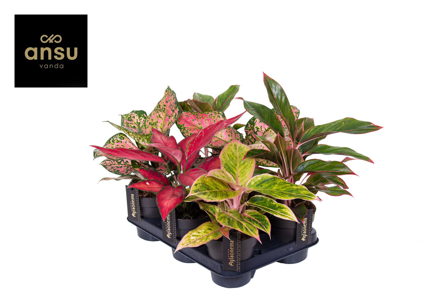 Aglaonema Hybrid 30cm 12cm Pot