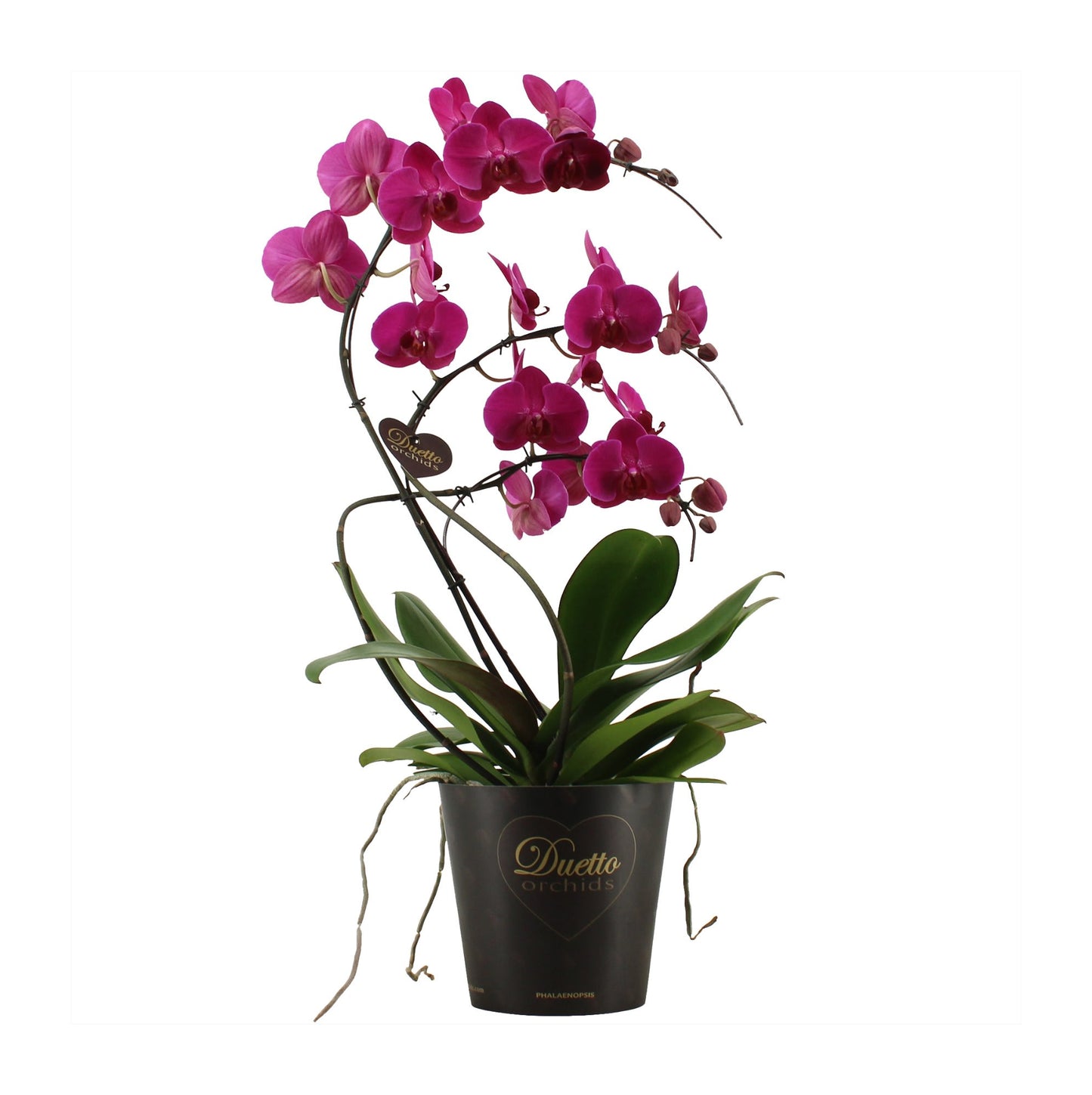Phalaenopsis purple 60cm 17cm Pot
