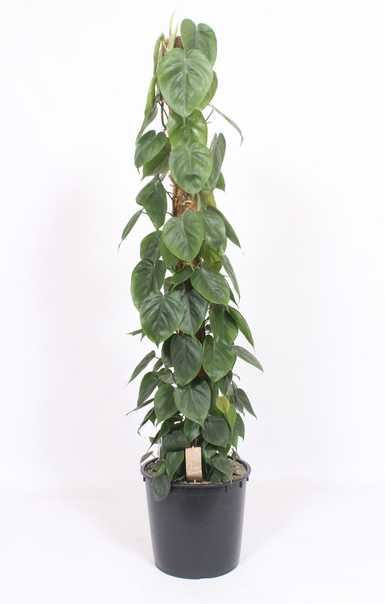 Philodendron scandens 160cm 34cm Pot
