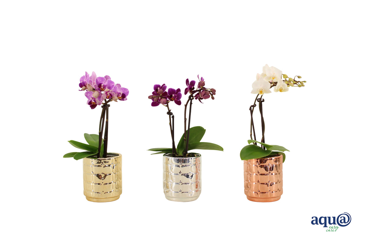 Phalaenopsis hybrid 17cm 6cm Pot