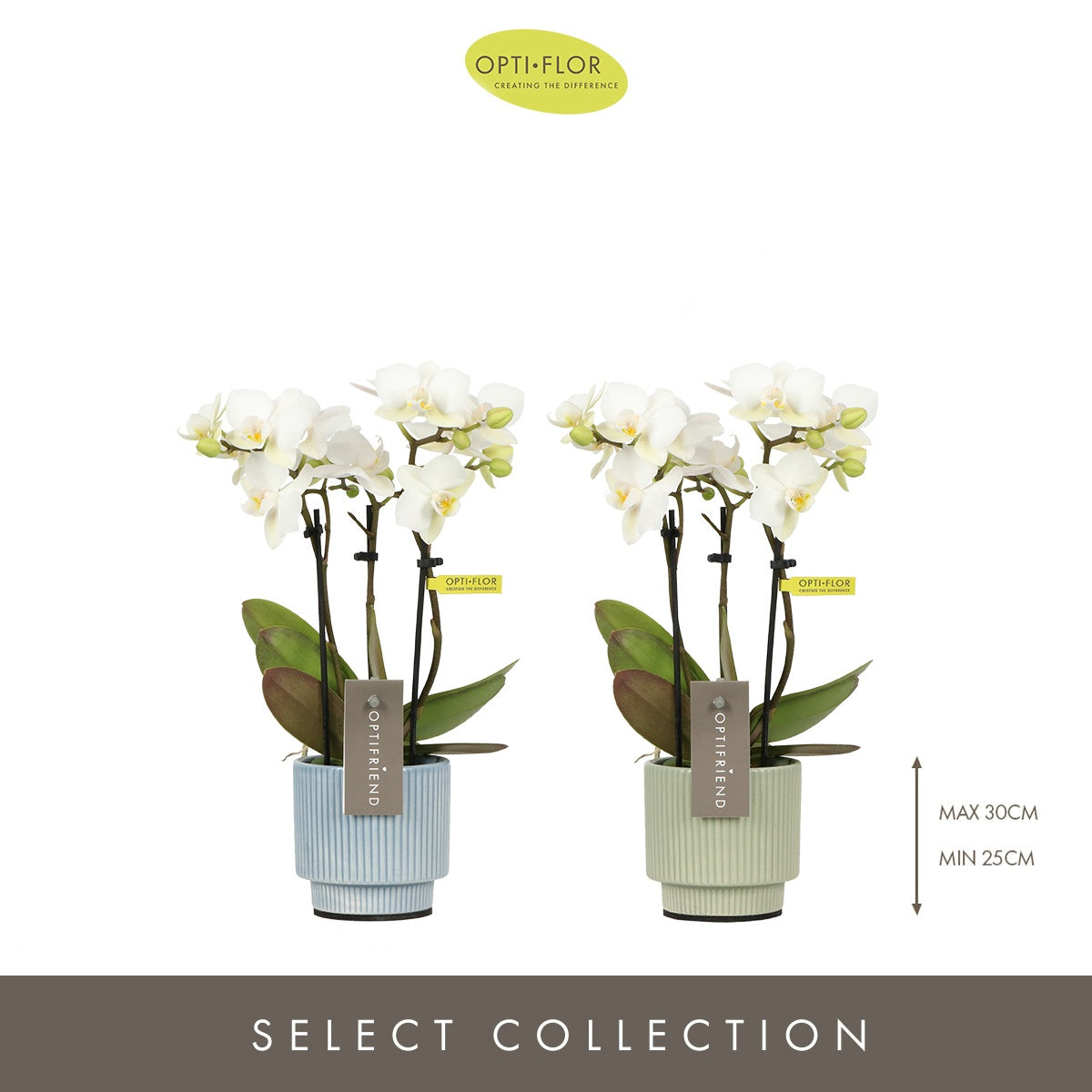 Phalaenopsis multiflora white 25cm 7cm Pot