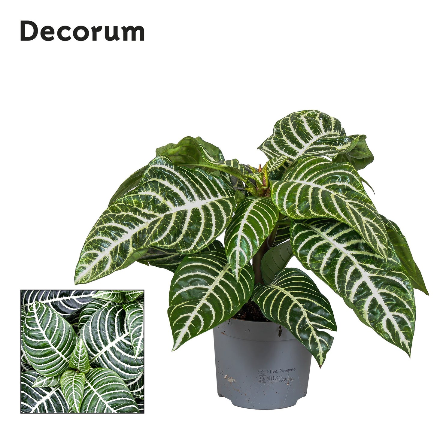 Richplant, VOF Aphelandra Botanica green Pack of 6