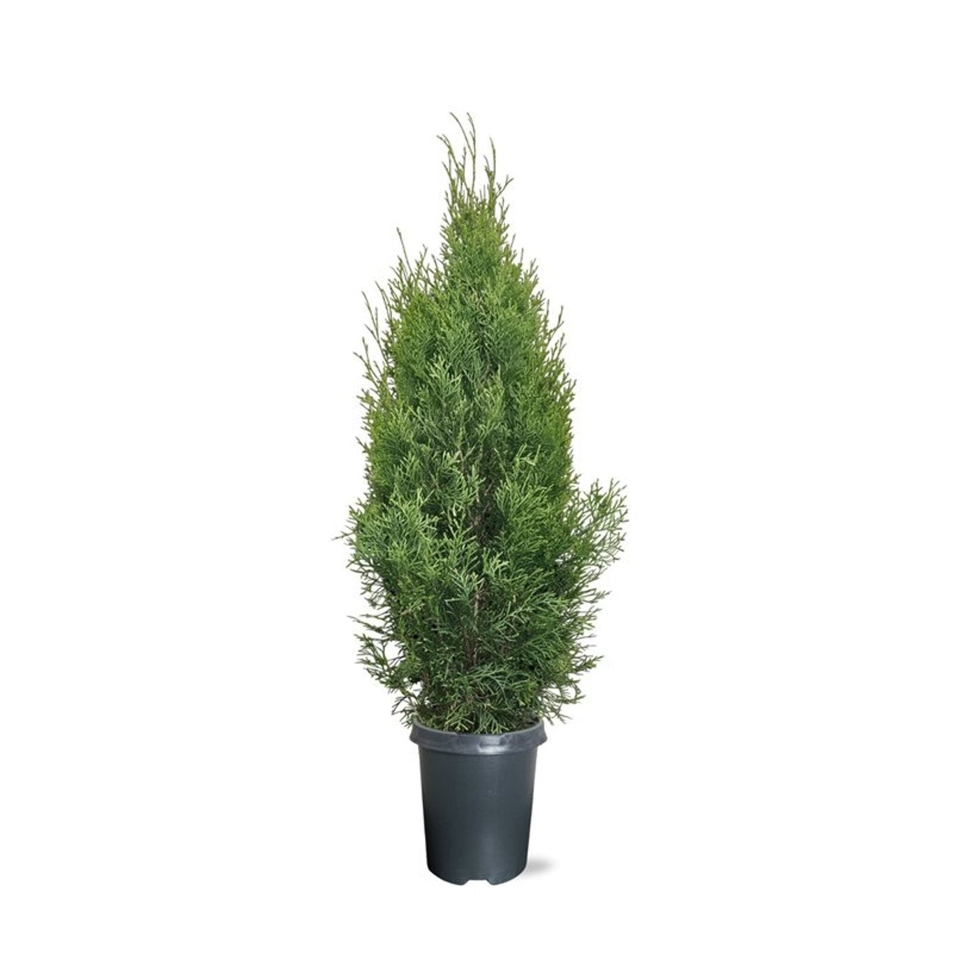 Thuja occidentalis Smaragd 70cm 21cm Pot