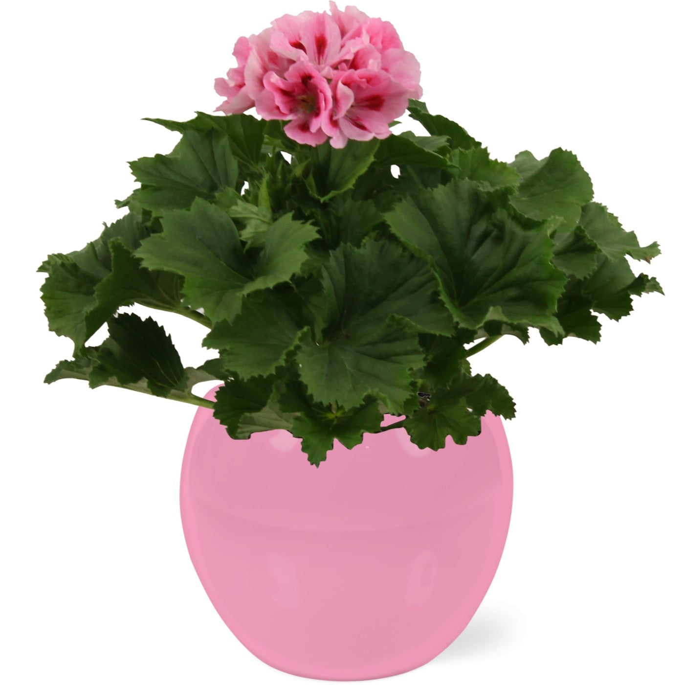 Pelargonium gr. pink 25cm 12cm Pot
