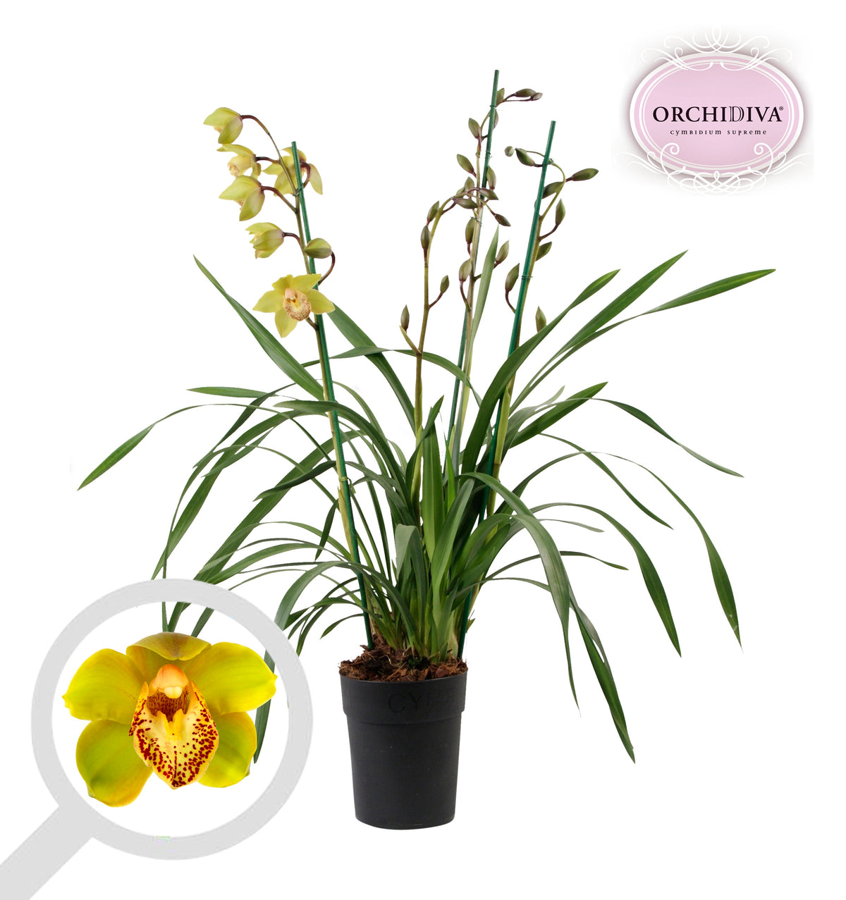 Cymbidium 85cm 14cm Pot