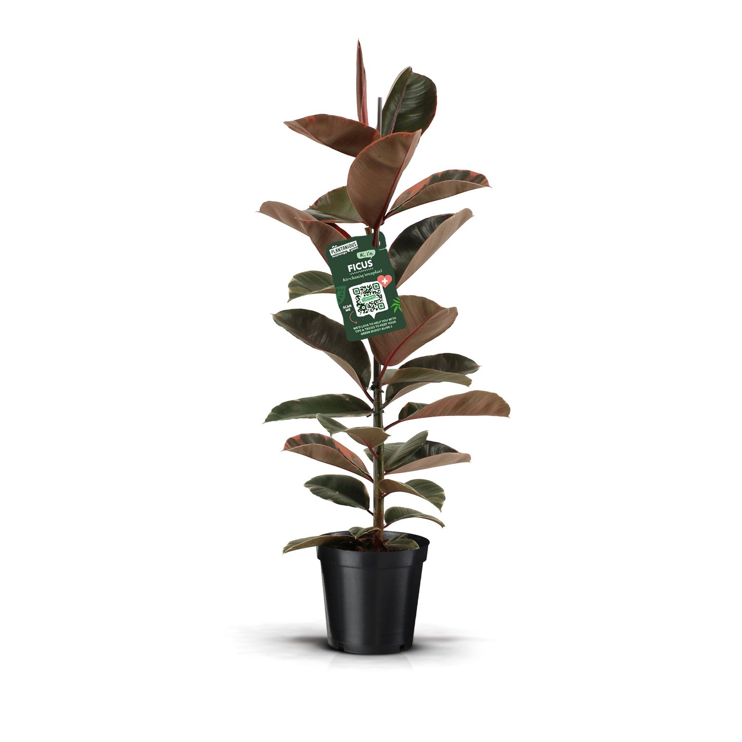 Plantanious Ficus Belize Pack of 1
