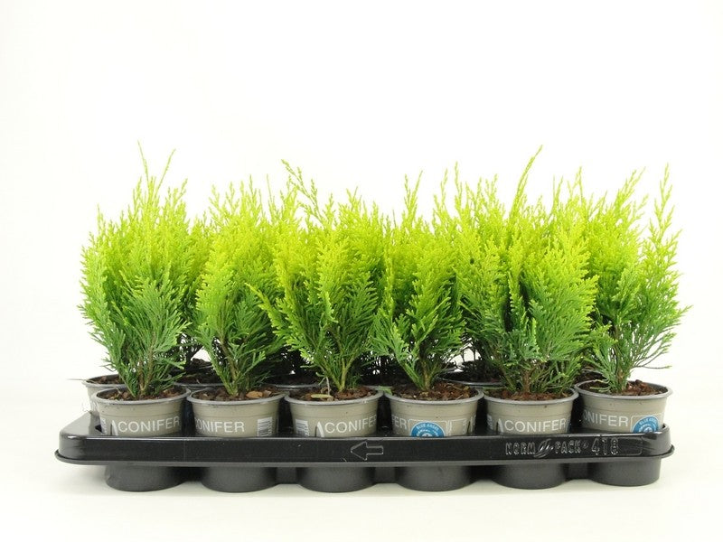 Chamaecyparis Stardust 20cm 9cm Pot