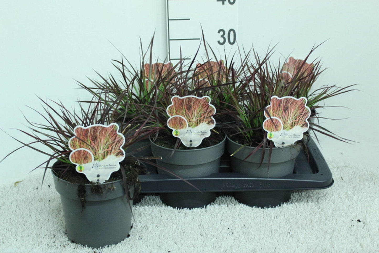 Pennisetum Fireworks 30cm 17cm Pot