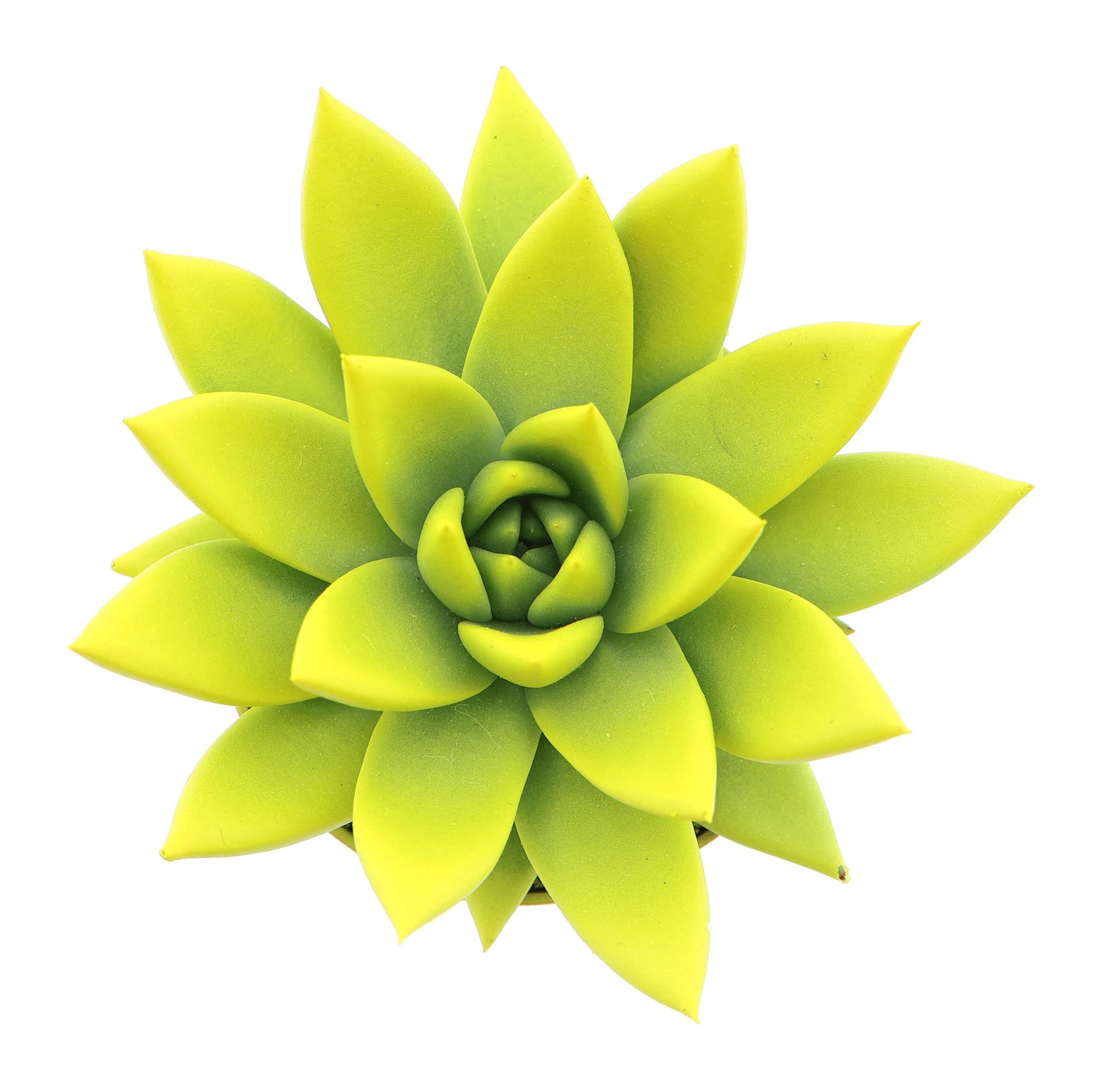 Rainbow yellow 10cm Special Pot (508)