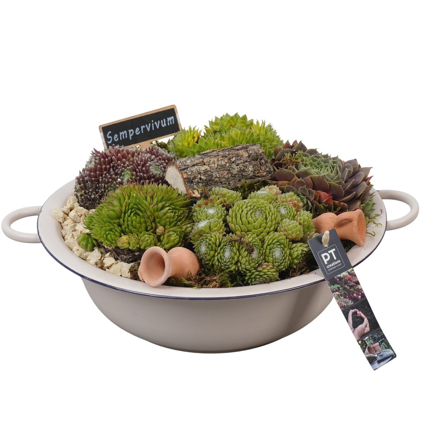 arr. Sempervivum 19cm 30cm Pot