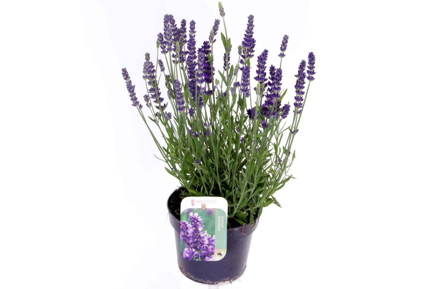 Lavandula ang. Spear Blue 40cm 13cm Pot