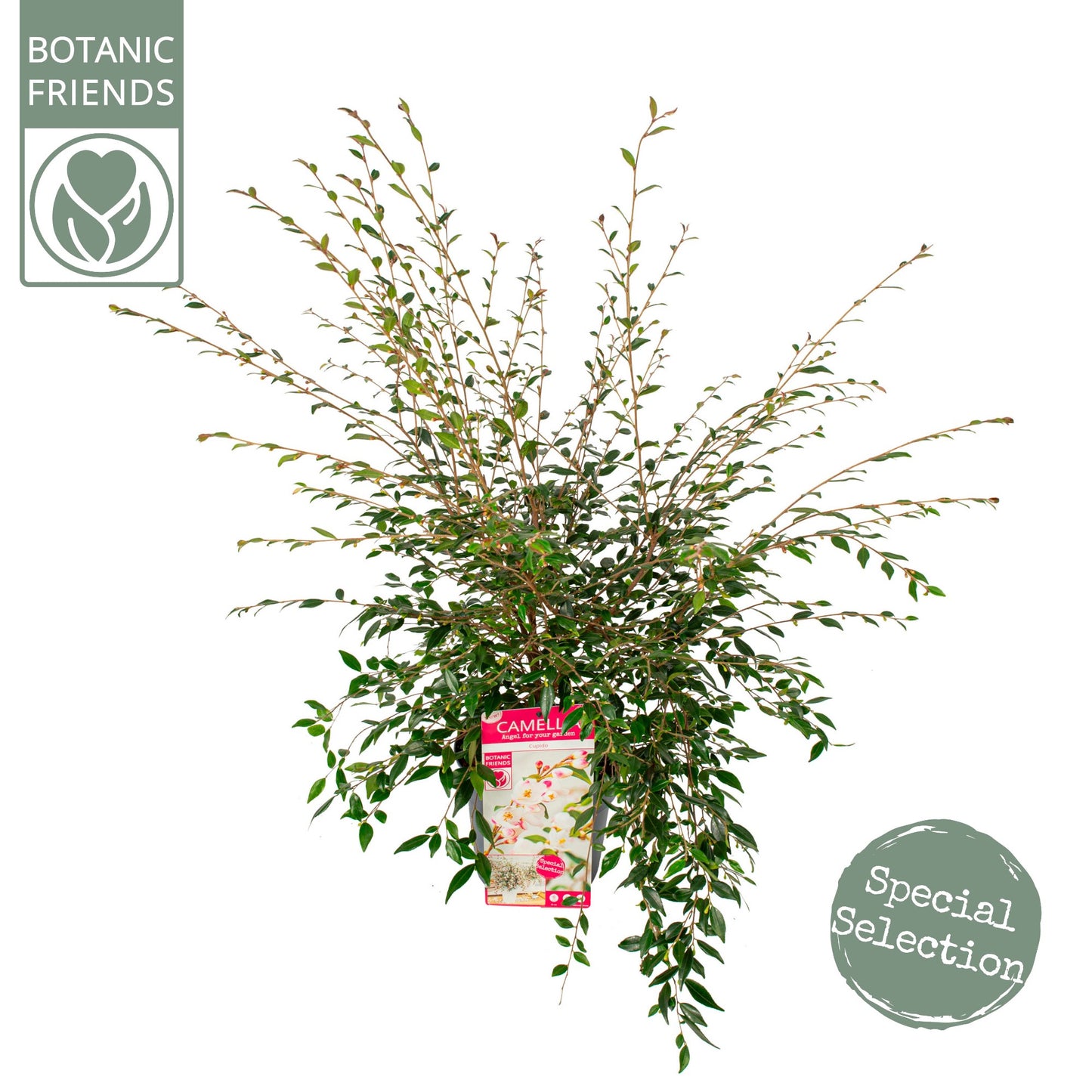 Camellia Cupido 75cm 19cm Pot