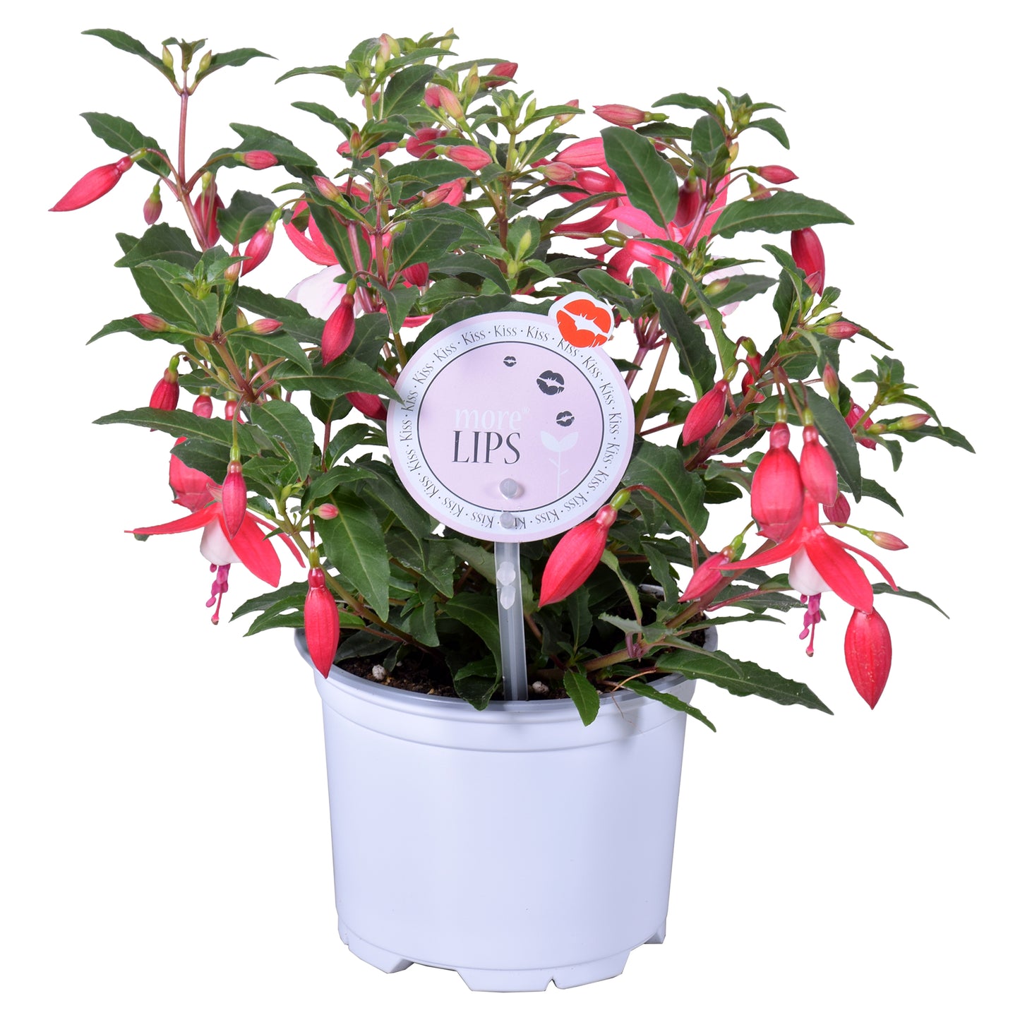 Fuchsia Bella Evita 22cm 12cm Pot