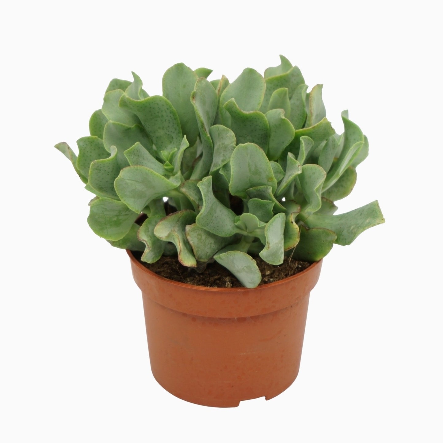 Crassula Curly 20cm 10.5cm Pot