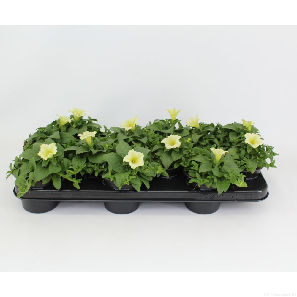 Petunia Surfinia Yellow 15cm 510cm Pot