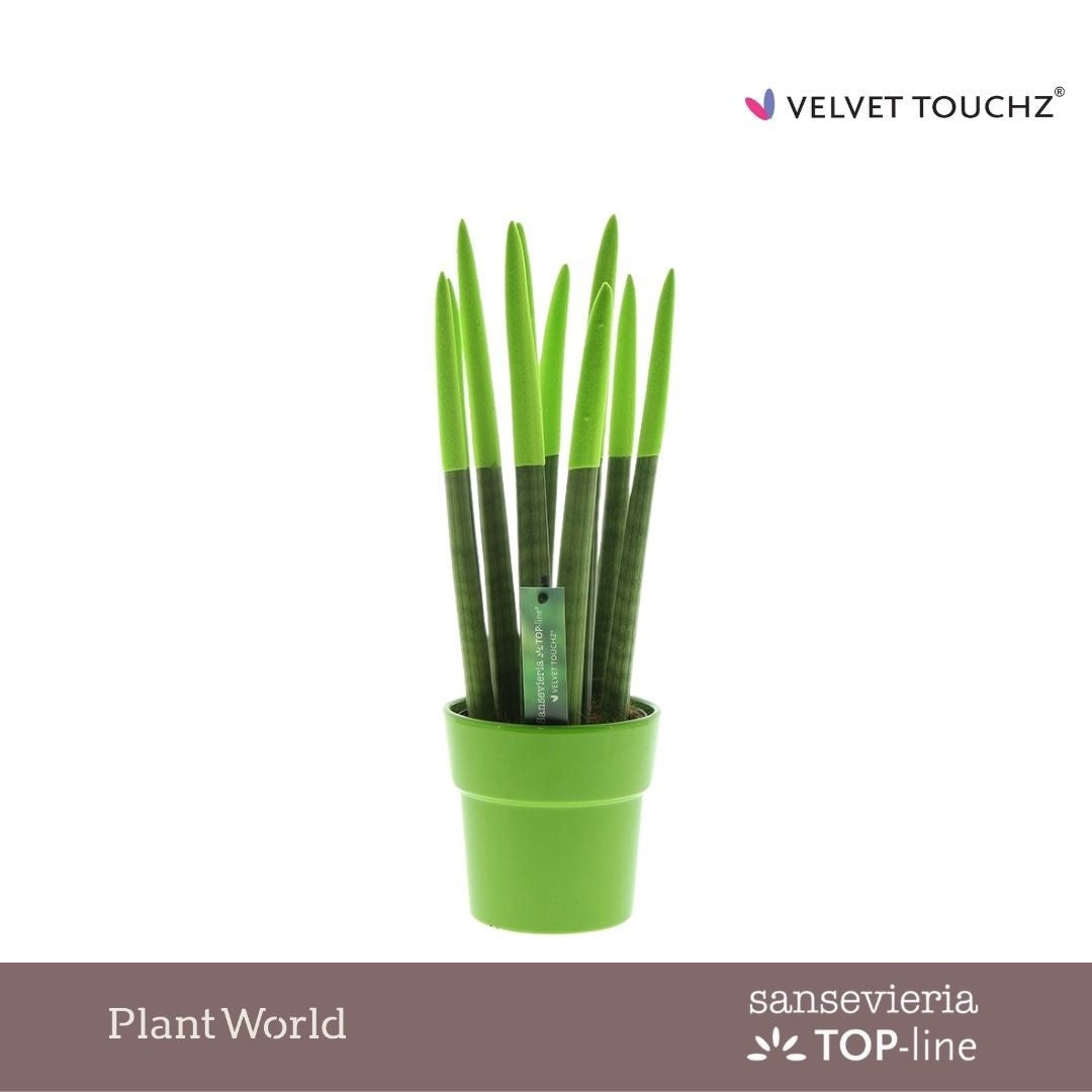 Sansevieria cylindrica 40cm 12cm Pot