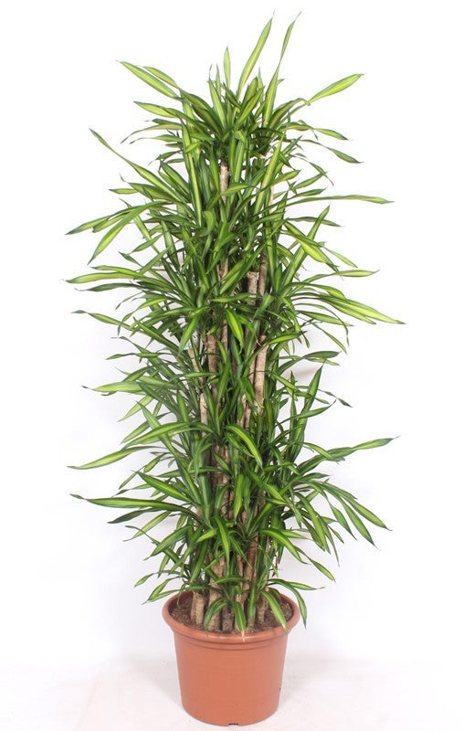 Dracaena frag. Riki 160cm 40cm Pot
