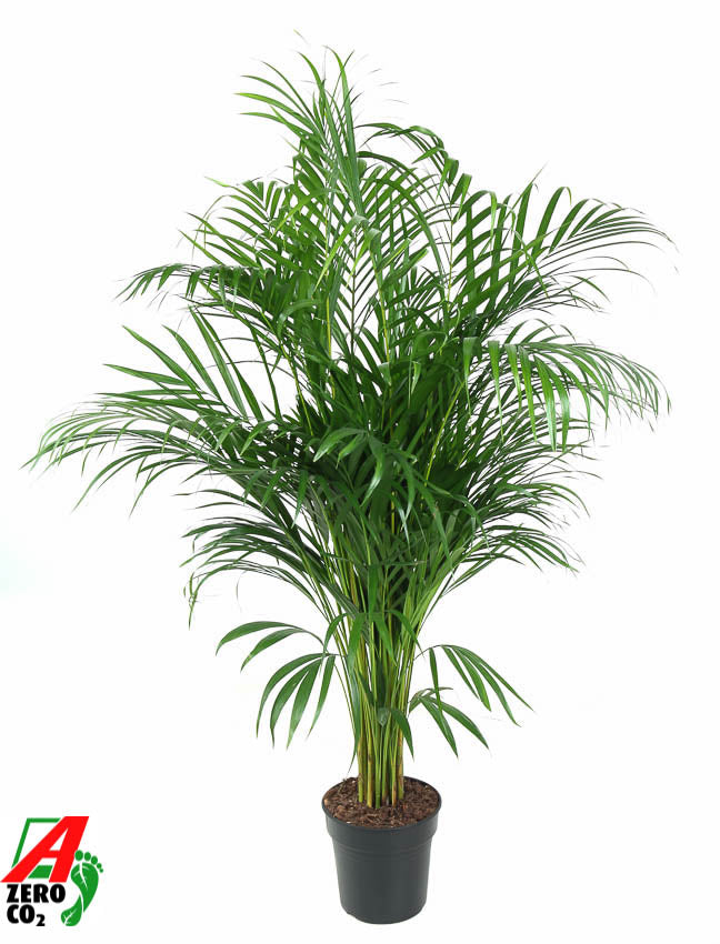 Dypsis lutescens 120cm 21cm Pot