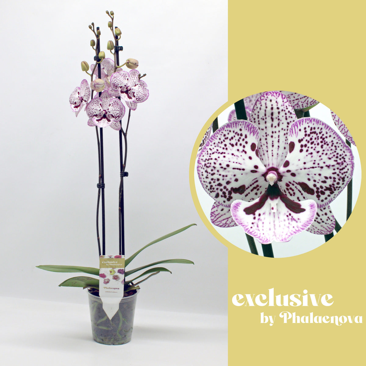 Phalaenopsis white 65cm 12cm Pot