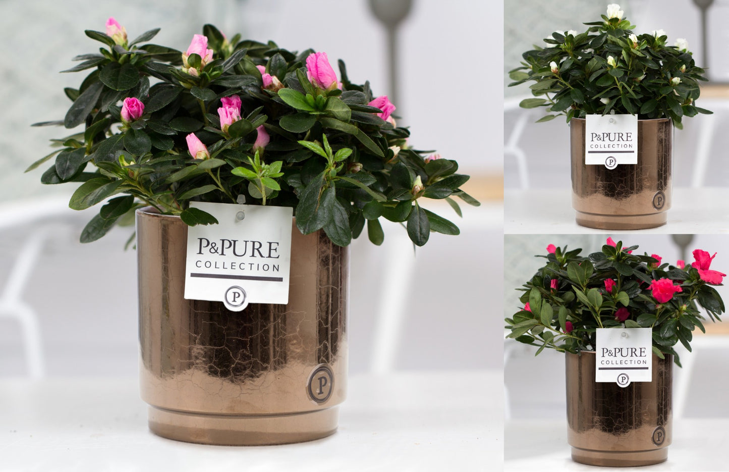FlorAmor Rhododendron sim. mix (+ drp.Juliette) Pack of 6