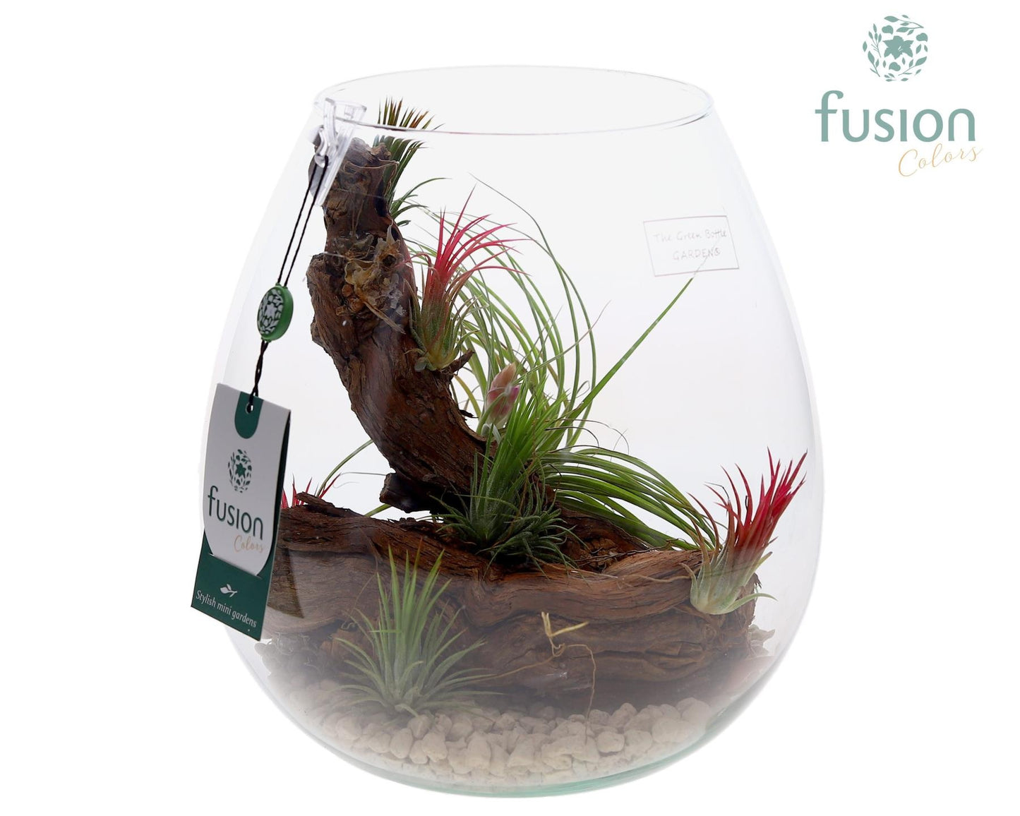 arr. Tillandsia 29cm 24cm Pot