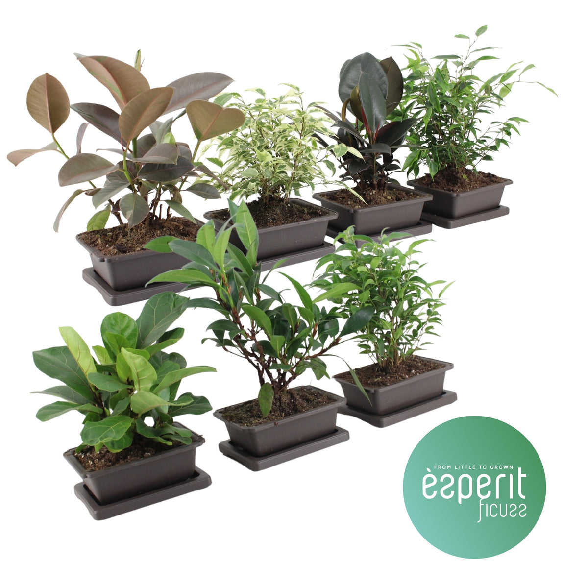 Ficus mix 30cm 18cm Pot