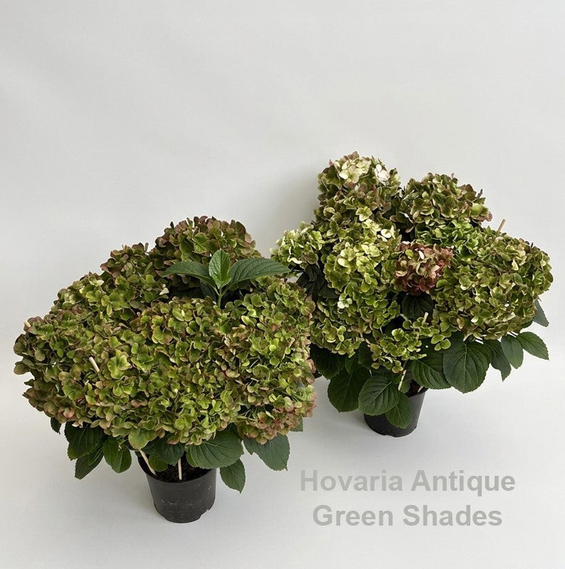 Hydrangea macr. Hovaria mix 45cm 14cm Pot