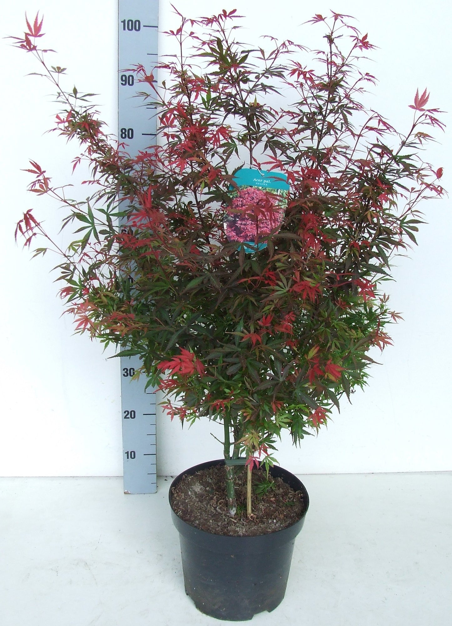 Acer Shaina 80cm 26cm Pot