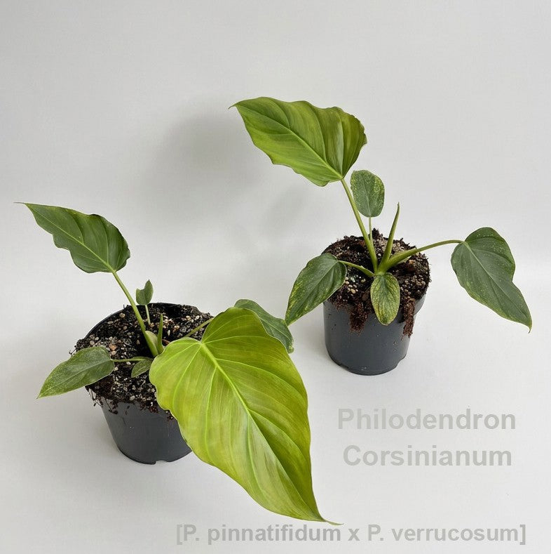 Philodendron scandens 25cm 14cm Pot