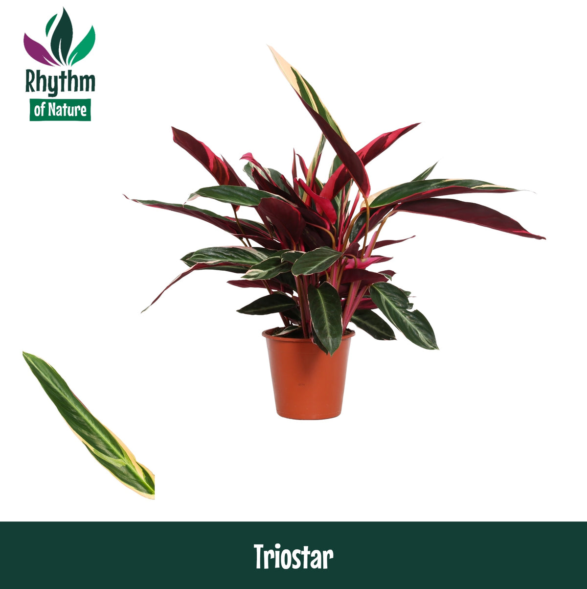 Stromanthe sanguinea triostar 80cm 19cm Pot