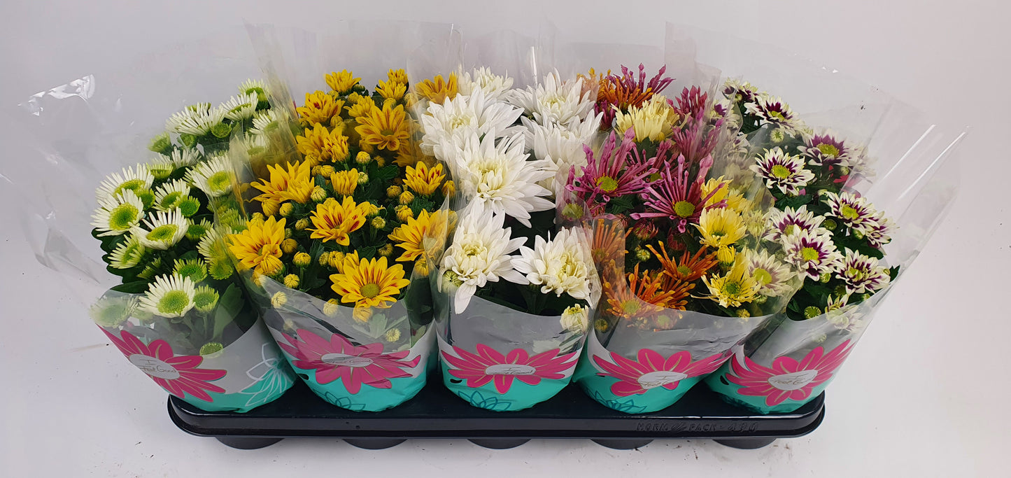 Nederpel, Gebr. Chrysanthemum bicolour mix Pack of 10