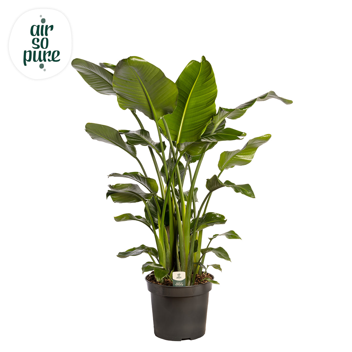 Strelitzia nicolai 200cm 35cm Pot