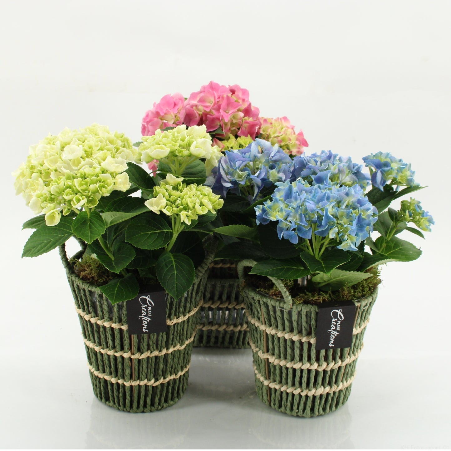 Hydrangea arrangement 30cm 16cm Pot