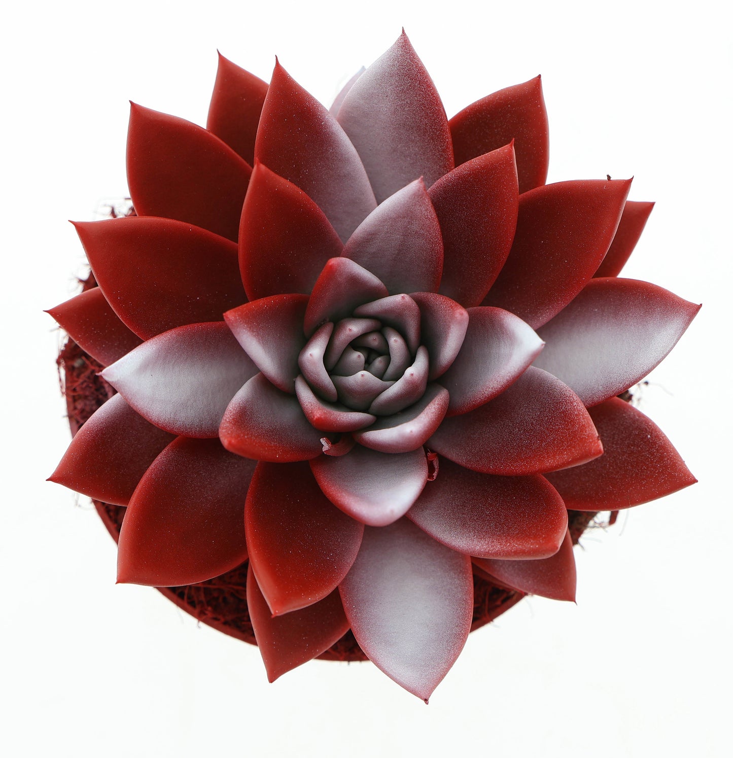 Rainbow Switzerland 15cm 12cm Pot