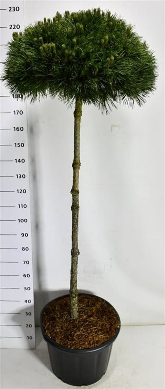 Pinus nigra Pierrick Bregeon 240cm 54cm Pot